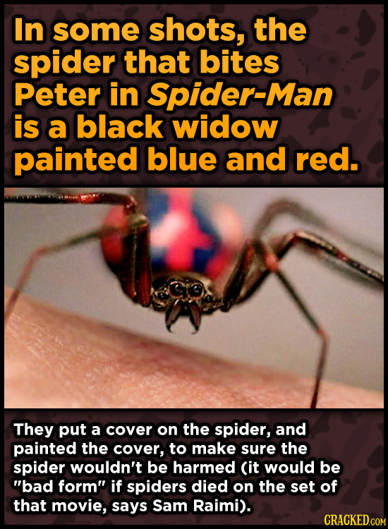 In some shots, the spider that bites Peter in Spider-Man is a black widow painted blue and red. They put a cover on the spider, and painted the cover,