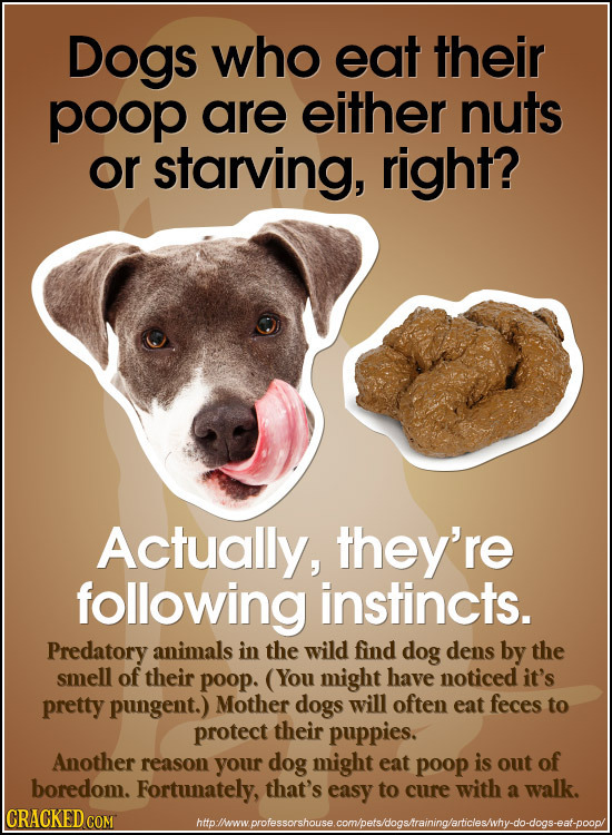 Dogs who eat their poop are either nuts or starving, right? Actually, they're following instincts. Predatory animals in the wild find dog dens by the