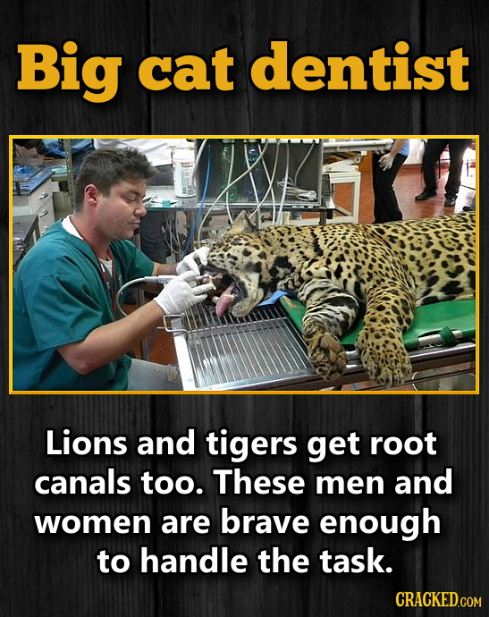 Big cat dentist Lions and tigers get root canals too. These men and women are brave enough to handle the task. CRACKED.COM 