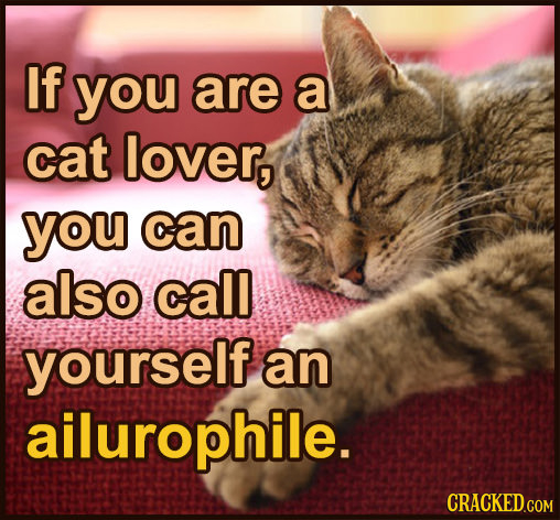 If you are a cat lover, you can also call yourself an ailurophile.