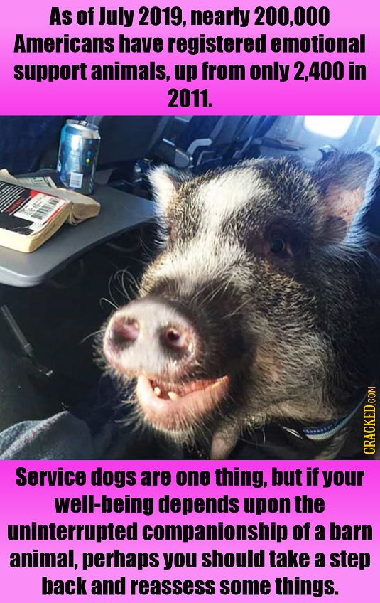 As of July 2019, nearly 200,000 Americans have registered emotional support animals, up from only 2,400 in 2011. CCRACKEDCON Service dogs are one thin