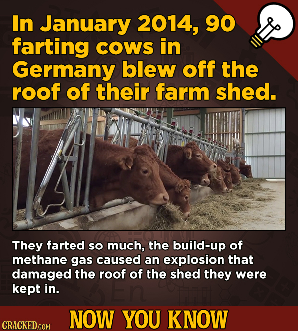 In January 2014, 90 13 Obscure, Cool Chunks Of Movie And General Trivia - farting COWS in Germany blew off the roof of their farm shed.