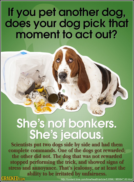 If you pet another dog, does your dog pick that moment to act out? She's not bonkers. She's jealous. Scientists put two dogs side by side and had them