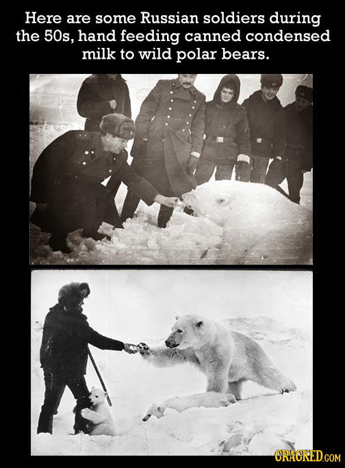Here are some Russian soldiers during the 50s, hand feeding canned condensed milk to wild polar bears.