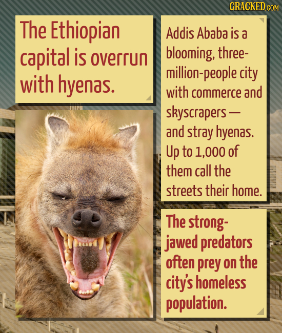 CRACKEDC COM The Ethiopian Addis Ababa is a capital is blooming, three- overrun million-people city with hyenas. with commerce and skyscrapers- and st