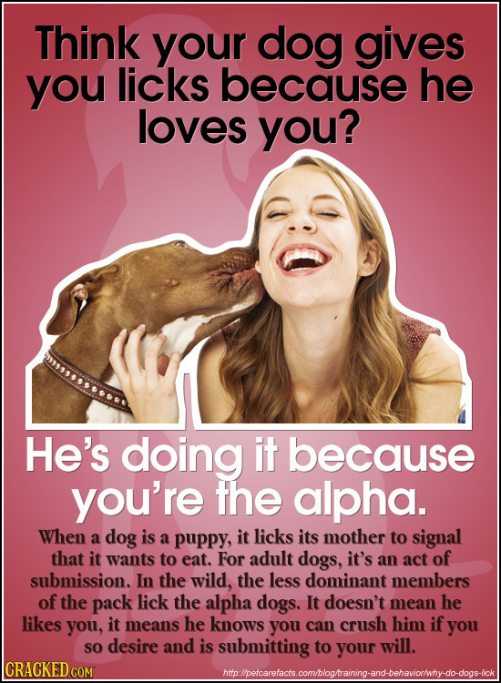 Think your dog gives you licks because he loves you? He's doing it because you're the alpha. When a dog is a puppy, it licks its mother to signal that