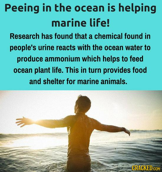Peeing in the ocean is helping marine life! Research has found that a chemical found in people's urine reacts with the ocean water to produce ammonium