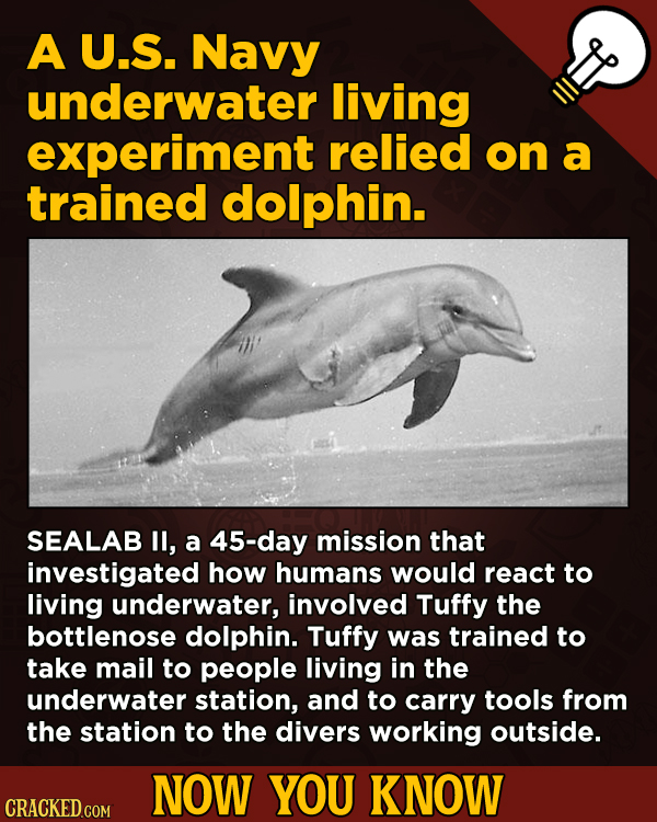 13 Obscure, Cool Chunks Of Movie And General Trivia - A U.S. Navy underwater living experiment relied on a trained dolphin.