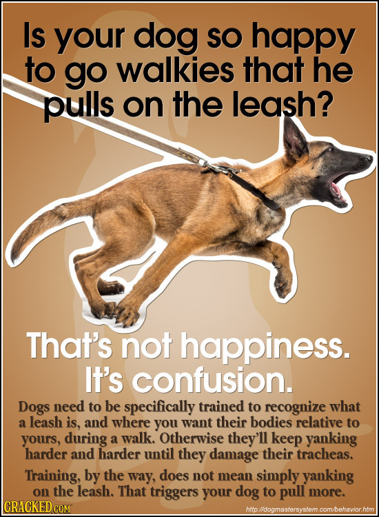 Is your dog SO happy to go walkies that he pulls on the leash? That's not happiness. IT'S confusion. Dogs need to be specifically trained to recognize