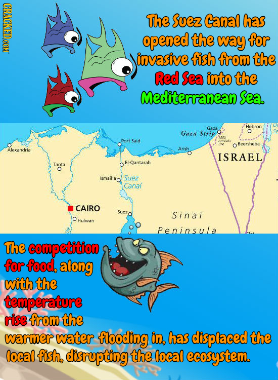 The Suez Canal has opened the way for invasive fish from the Red Sea into the Mediterranean Sea. Hebron Gaza Gaza Sirip ficoo Port Said Beersheba ir A