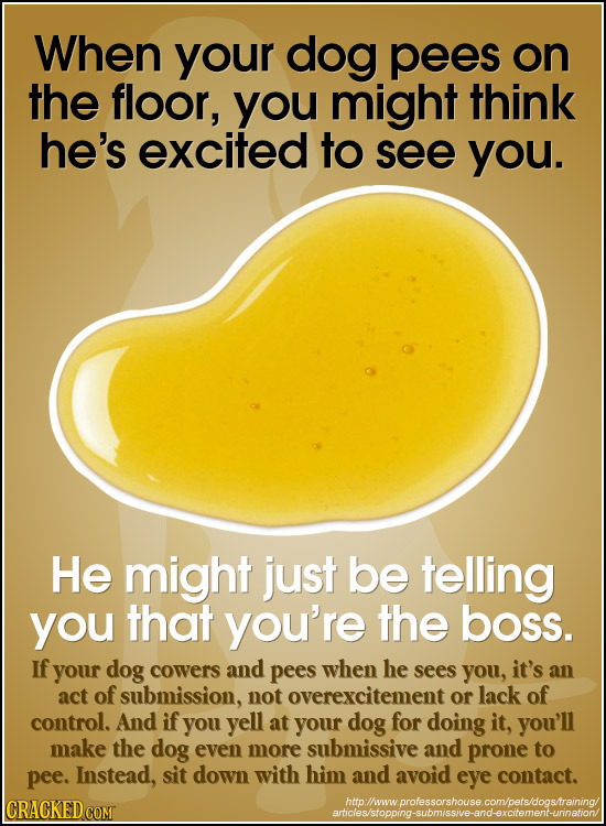 When your dog pees on the floor, you might think he's excited to see you. He might just be telling you that you're the boss. If your dog cowers and pe