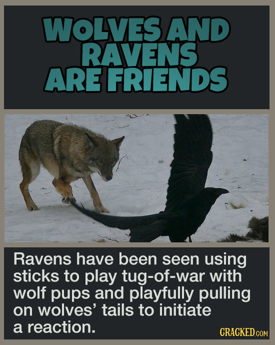 16 Pleasant Facts To Temporarily Distract You From More Terrible News