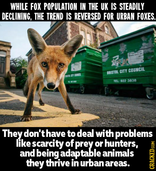 WHILE FOX POPULATION IN THE UK IS STEADILY DECLINING, THE TREND IS REVERSED FOR URBAN FOXES. CITY COUNCIL BRISTOL TEL: 922 3838 They don't have to dea