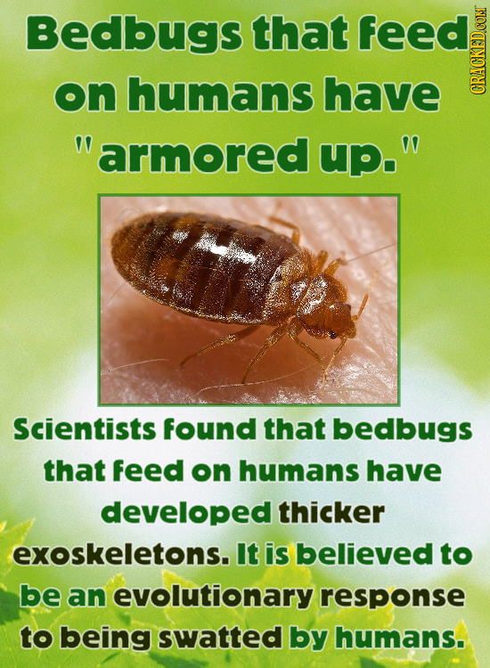 Bedbugs that feed on humans have CRA armored upo Scientists found that bedbugs that feed on humans have developed thicker exoskeletons. It is believ