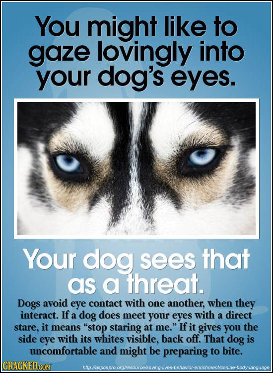 You might like to gaze lovingly into your dog's eyes. Your dog sees that as a threat. Dogs avoid eye contact with one another, when they interact. If