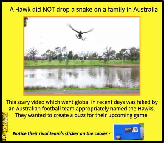A Hawk did NOT drop a snake on a family in Australia This scary video which went global in recent days was faked by an Australian football team approp
