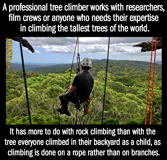 A professional tree climber works with researchers, film crews or anyone who needs their expertise in climbing the tallest trees of the world. It has 