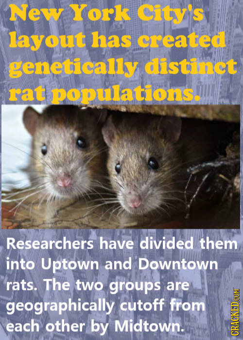 New York City's layout has created genetically distinct rat populations. Researchers have divided them into Uptown and Downtown rats. The two groups a