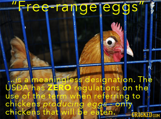 Free-range eggs ...is a meaningless designation. The USDA has ZERO regulations on the use of the term when referring to chickens producing e9gs only
