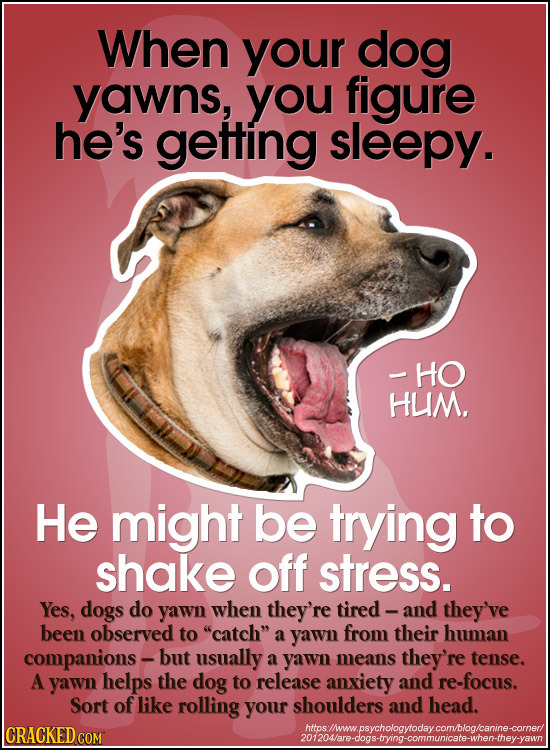 When your dog yawns, you figure he's getting sleepy. HO HUM, He might be trying to shake off stress. Yes, dogs do yawn when they're tired - and they'v