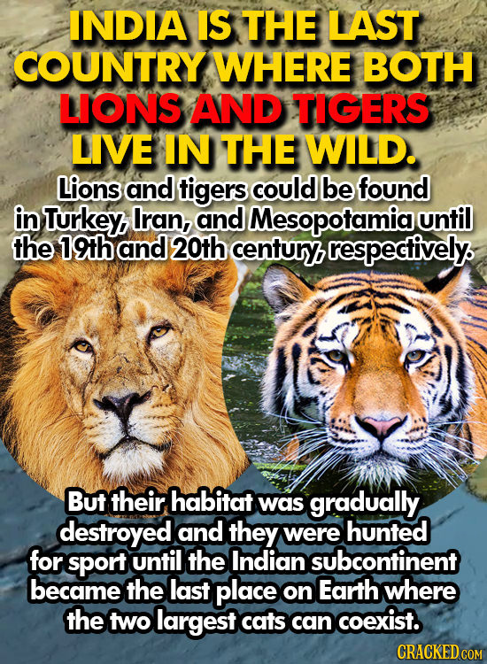 INDIA IS THE LAST COUNTRY WHERE BOTH LIONS AND TIGERS LIVE IN THE WILD. Lions and tigers could be found in Turkey Iran, and Mesopotamia unfil the 19th
