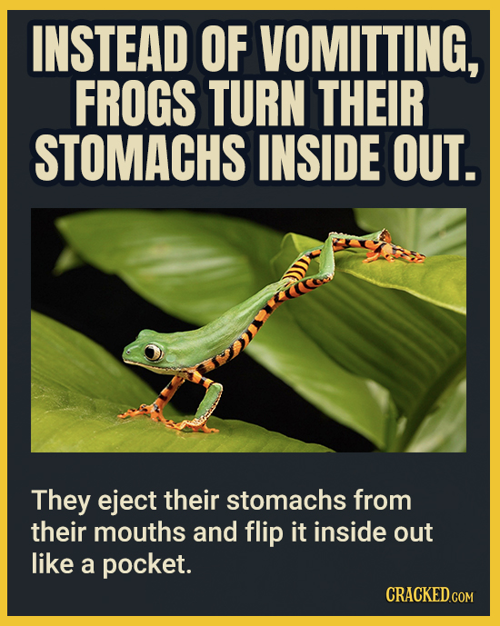 INSTEAD OF VOMITTING, FROGS TURN THEIR STOMACHS INSIDE OUT. They eject their stomachs from their mouths and flip it inside out like a pocket. CRACKEDC