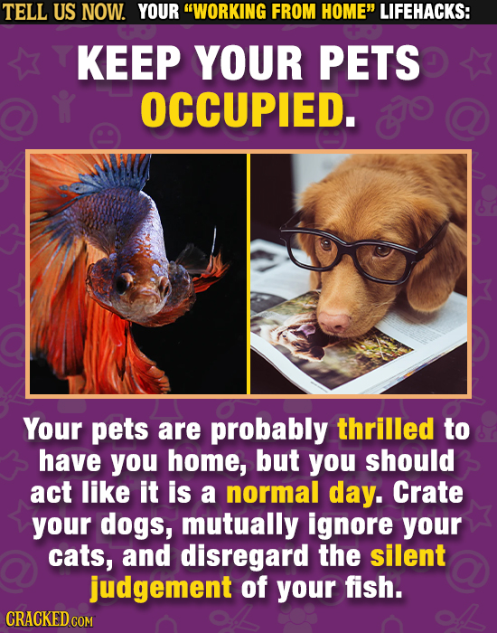 TELL US NOW. YOUR WORKING FROM HOME LIFEHACKS: KEEP YOUR PETS OCCUPIED. 80 Your pets are probably thrilled to have you home, but you should act like