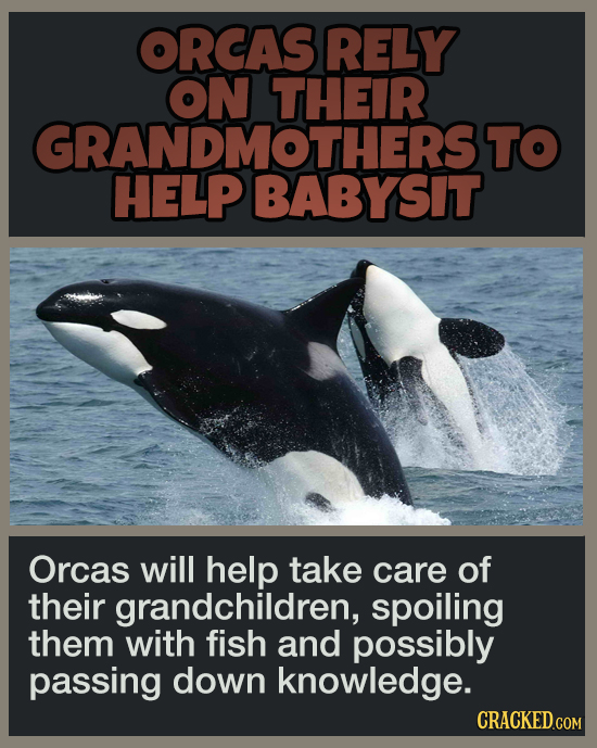 16 Pleasant Facts To Temporarily Distract You From More Terrible News