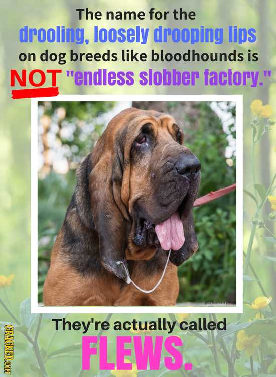 The name for the drooling, loosely drooping lips on dog breeds like bloodhounds is NOT endless slobber factory. They're actually called CRACKEDCON F