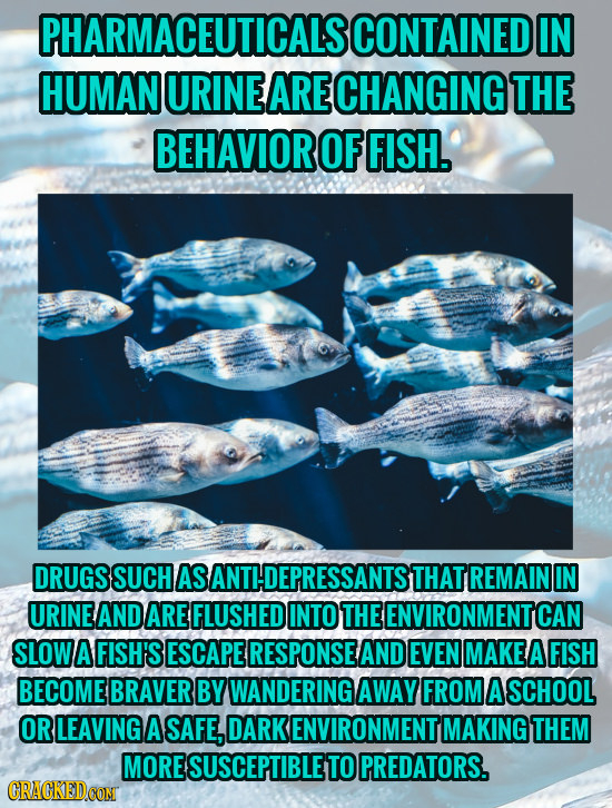 PHARMACEUTICALS CONTAINED IN HUMAN URINE ARE CHANGING THE BEHAVIOR OF FISH. DRUGS SUCH AS BANTIDEPRESSANTS THAT REMAIN IN URINE AND ARE FLUSHED INTO T