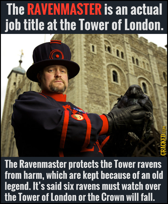 The RAVENMASTER is an actual job title at the Tower of London. The Ravenmaster protects the Tower CRACKED COM ravens from harm, which are kept because