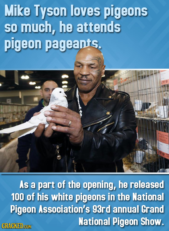 Mike Tyson loves pigeons SO much, he attends pigeon pageants. As a part of the opening, he released 100 of his white pigeons in the National Pigeon As