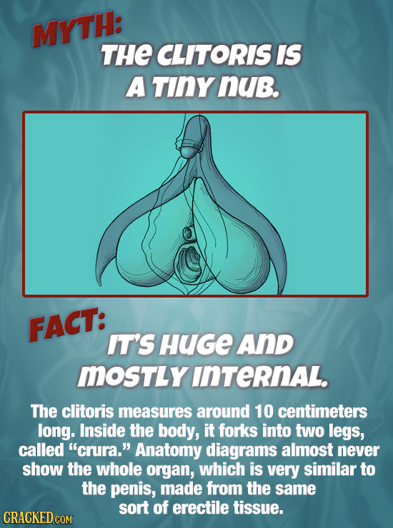 MYTH: THE CLITORIS IS A TINY NUB. FACT: IT'S HUGE And MOSTLYInTERNAL. The clitoris measures around 10 centimeters long. Inside the body, it forks into