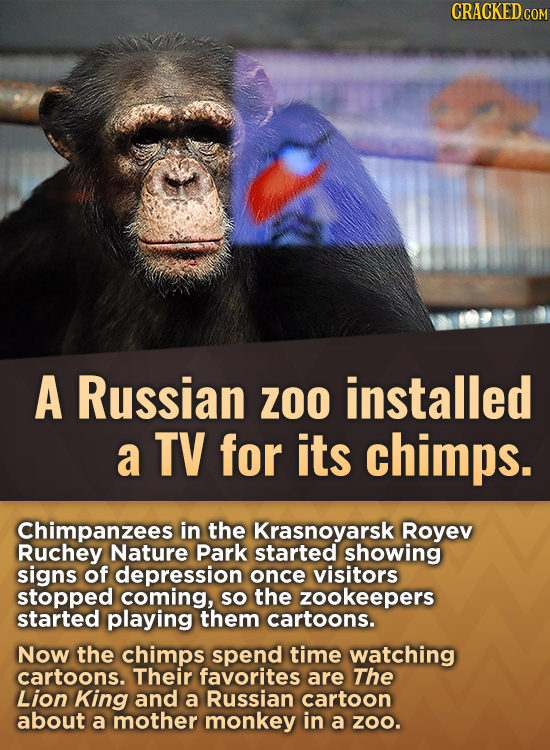 CRACKEDcO A Russian ZOO installed a TV for its chimps. Chimpanzees in the Krasnoyarsk Royev Ruchey Nature Park started showing signs of depression onc