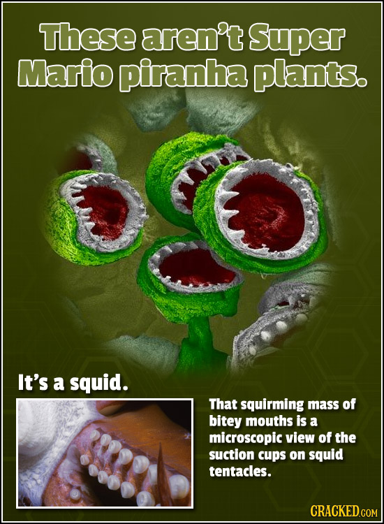 These aren't Super Mario piranha plants. It's a squid. That squirming mass of bitey mouths is a microscopic view of the suction cups on squid tentacle