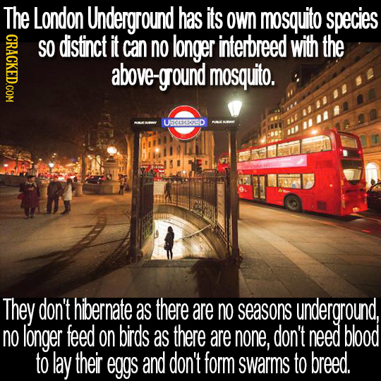 The London Underground has its Own mosquito species GRAC SO distinct it can no longer interbreed with the above-ground mosquito. UCEMISD They don't hi