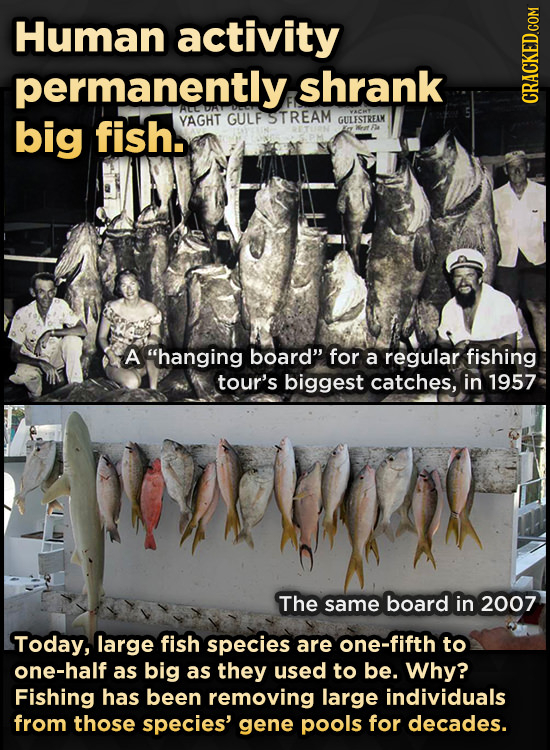Human activity permanently shrank ACC 0 VACHY big fish. YAGHT GULF STREAM GULESTREAM CRACKED COM A hanging board for a regular fishing tour's bigges