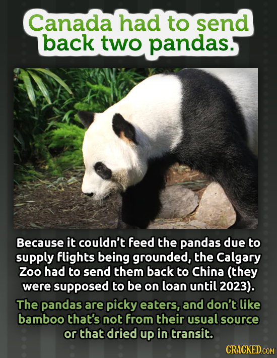 Canada had to send back two pandas. Because it couldn't feed the pandas due to supply flights being grounded, the Calgary Zoo had to send them back to