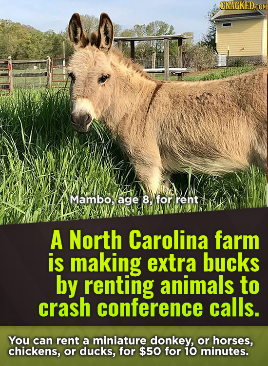 CRACKED COM Mambo, age 8. for rent A North Carolina farm is making extra bucks by renting animals to crash conference calls. You can rent a miniature