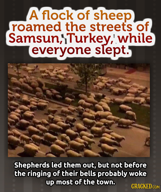 A flock of sheep roamed the streets of Samsun, Turkey,' while everyone slept. Shepherds led them out, but not before the ringing of their bells probab