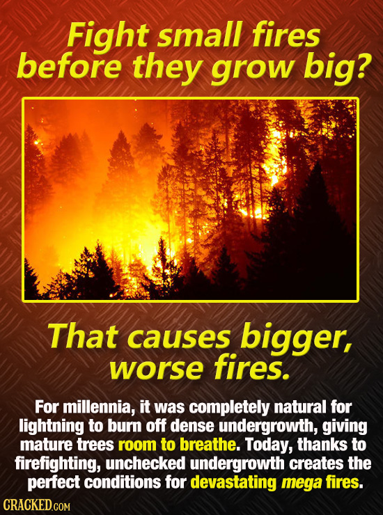 Fight small fires before they grow big? That causes bigger, worse fires. For millennia, it was completely natural for lightning to burn off dense unde