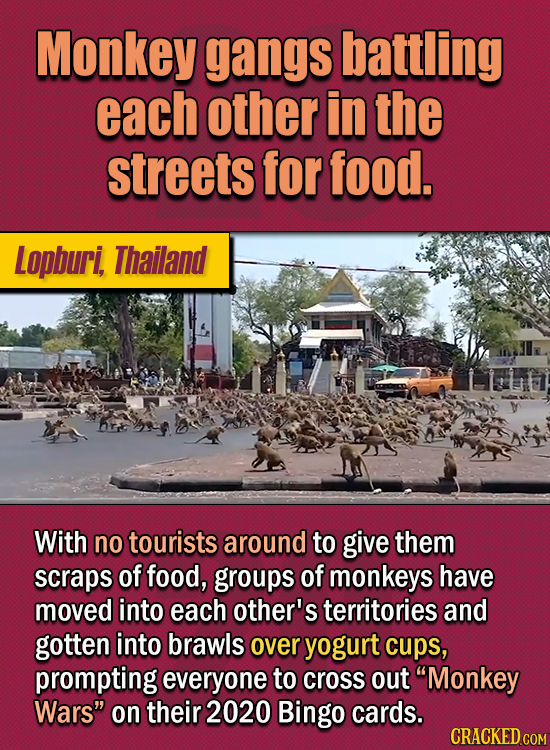 15 Of The Strangest Things 2020 Managed To Cook Up (Part 2) - Monkey gangs battling each other in the streets for food. With no tourists around to giv