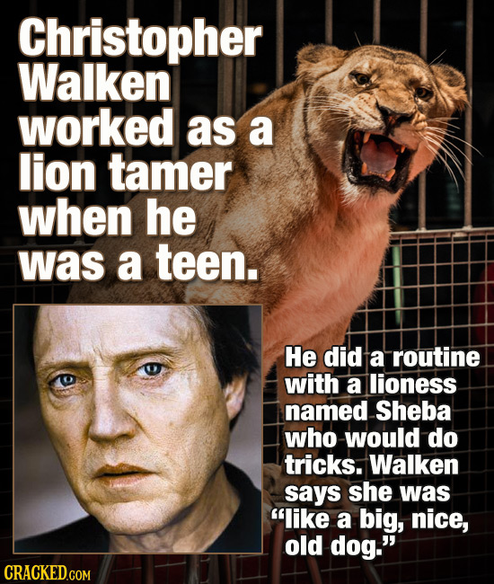 Christopher Walken worked as a lion tamer when he was a teen. He did a routine with a lioness named Sheba who -would do tricks. Walken says she was l