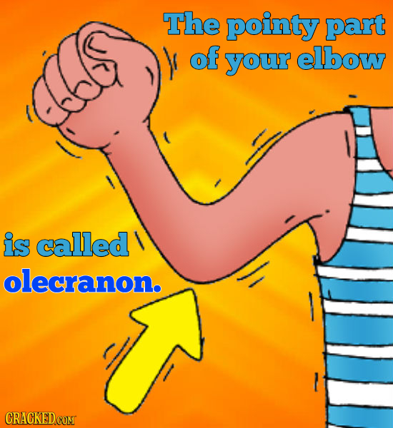 The pointy part of your elbow is called olecranon. CRACKED COMT 