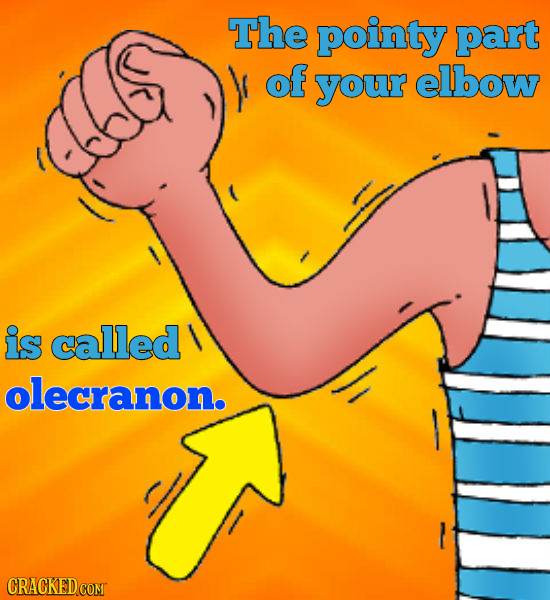 The pointy part of your elbow is called olecranon. CRACKED COMT
