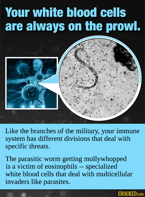 Your Body’s Incredible, Invisible Machinery (Made Visible)