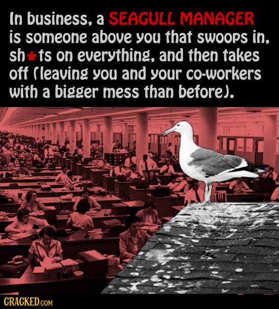 In business, a SEAGULL MANAGER is someone above you that SWOops in, sh ts on everything, and then takes off Cleaving you and your co-workers with a bi