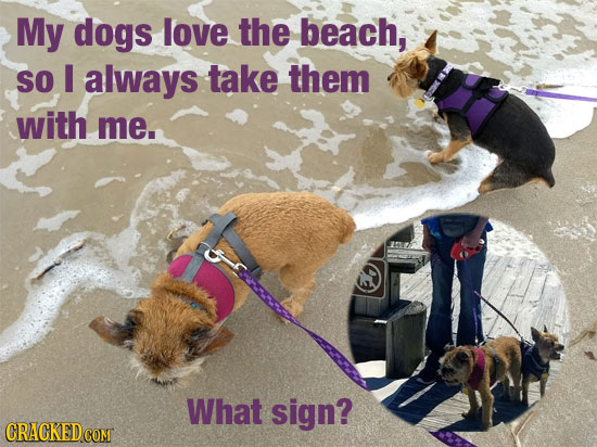 My dogs love the beach, SO I always take them with me. What sign?