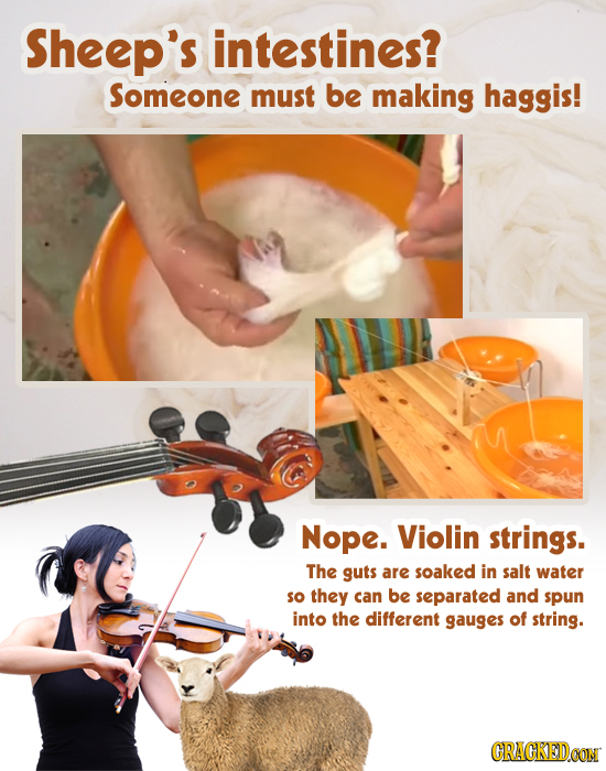 Sheep's intestines? Someone must be making haggis! Nope. Violin strings. The guts are soaked in salt water so they can be separated and spun into the 