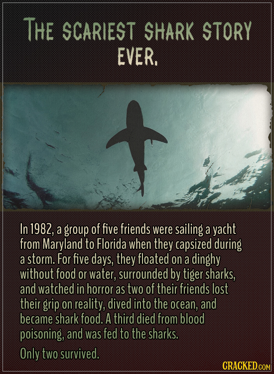 The scariest shark story ever.
In 1982, a group of five friends were sailing a yacht from Maryland to Florida when they capsized during a storm. For